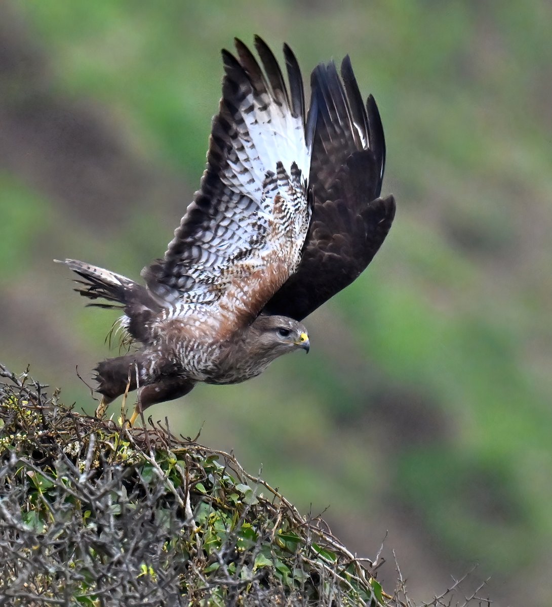 Buzzard take off! 😀
 Taken on the cliffs at Praa Sands in Cornwall last week. 🐦