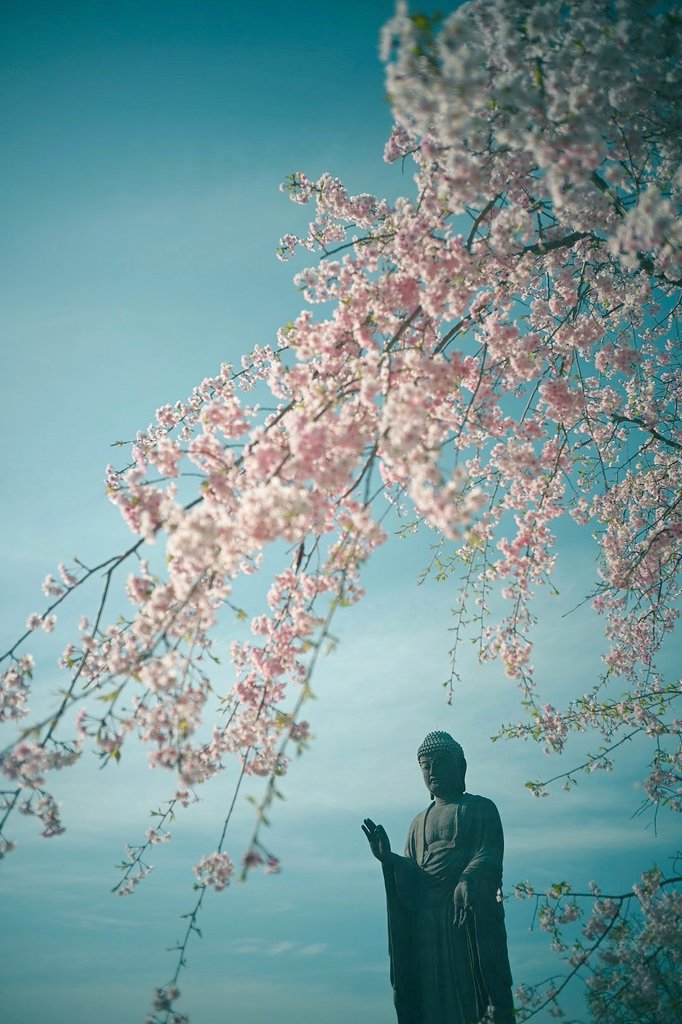 天空に春が降る🌸

一昨日、茨城県・牛久大仏にて
無料エリアで撮影

Z5＋日本光学 Nikkor 2.8cm f3.5 Lマウント（1952）

#オールドレンズ
#oldlens