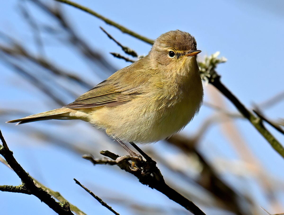 Handsome little Chiffchaff outside our holiday accommodation at Praa Sands in Cornwall last week. 😍
 I heard it before I saw it....have you heard a Chiffchaff this spring yet? 😀🐦