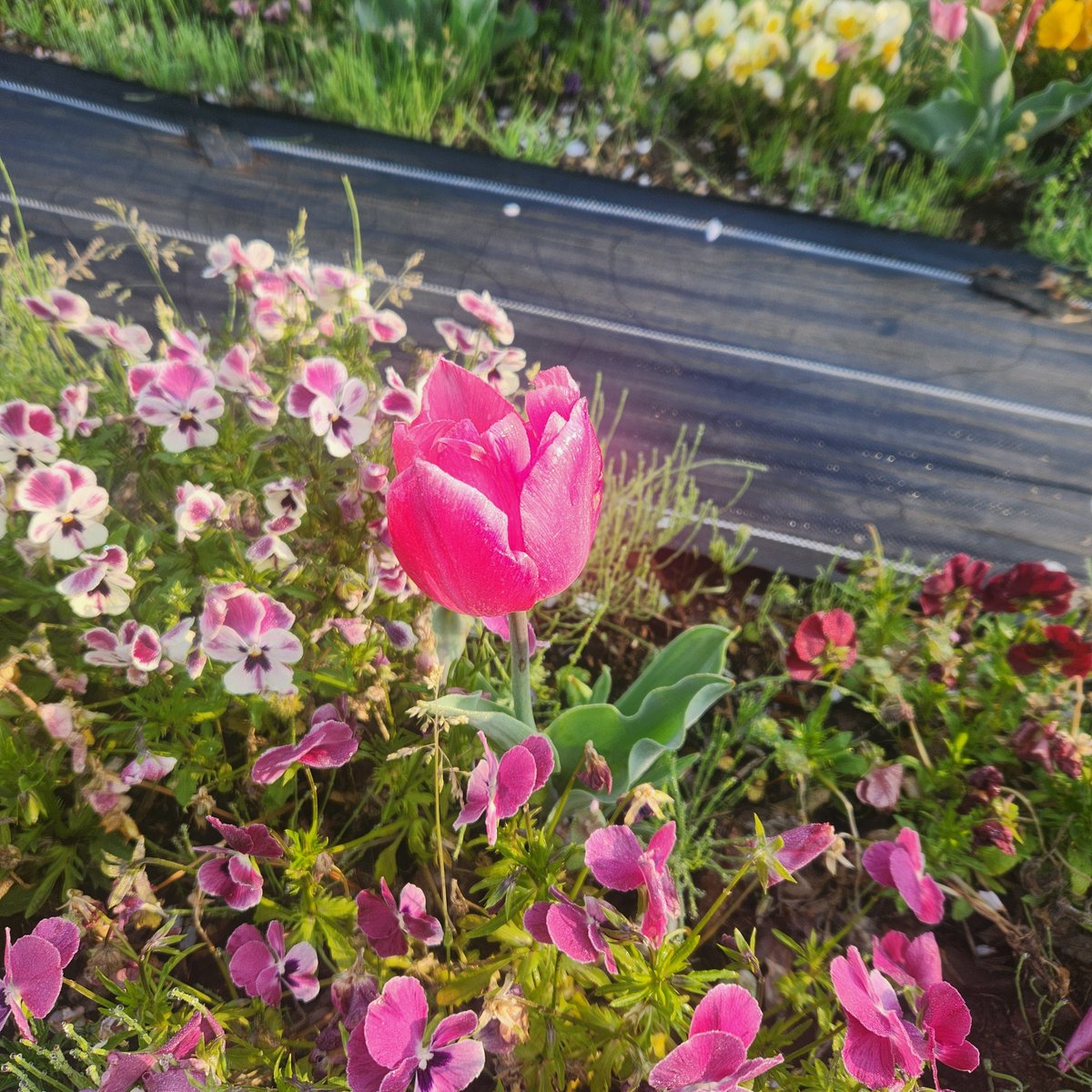 久しぶりの早朝ジョグ&ウォーク
公園の花壇がきれい❗
八重桜も満開❗
#三ツ池公園