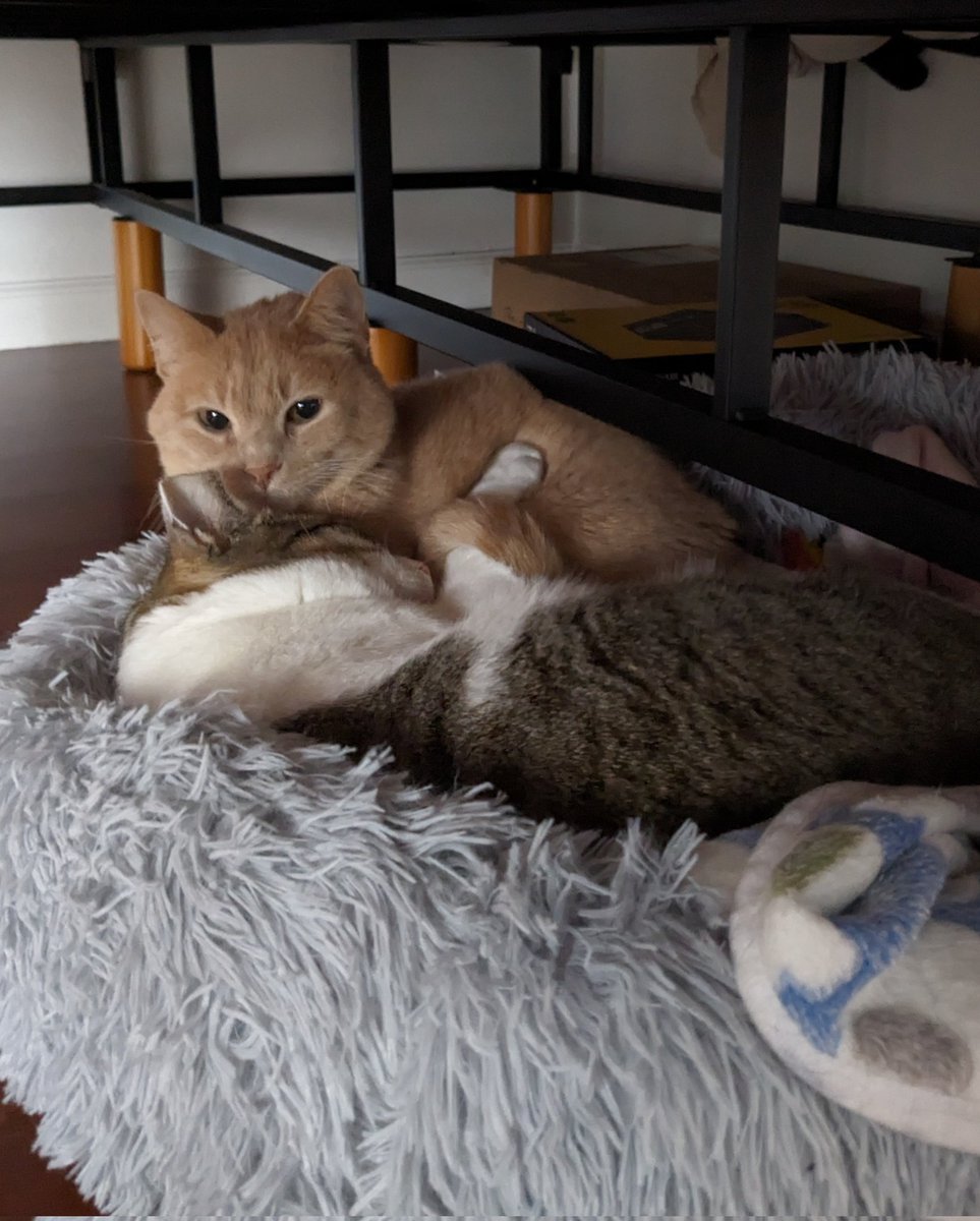 the way Shambo holds Beef's arm with his tail 🥹