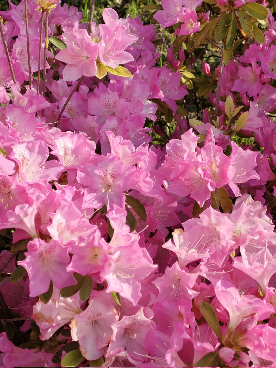 おはようございます☀
神奈川は 今日も晴れてます🌸
熱中症にならないように
注意が必要ですね🍀
今週も よろしくお願いします🐦✨