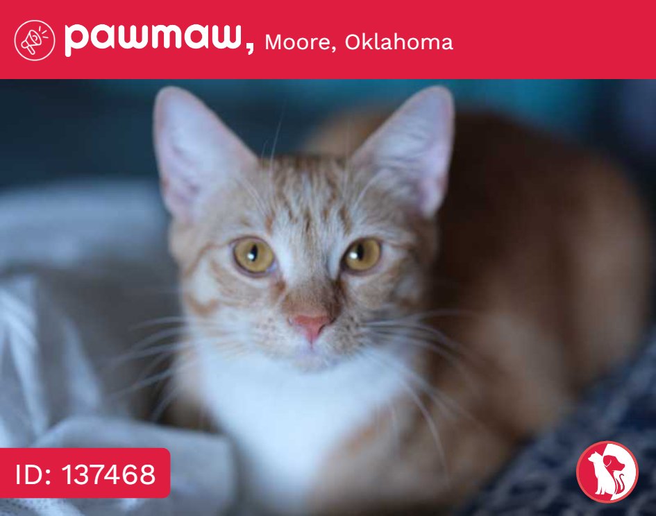 Kiki - Lost Cat in Moore, Oklahoma, 73160

More Details:
pawmaw.com/lost-kiki/1374…

#LostPetFlyers #pawmaw
#LostDog #LostPet #MissingDog
#LostCat #FoundDog #FoundPet