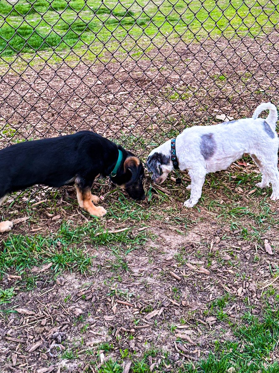 Dill, on the left, might be named after a literary character, but he still enjoyed meeting Pickles at the dog park. #DogsOfTwitter