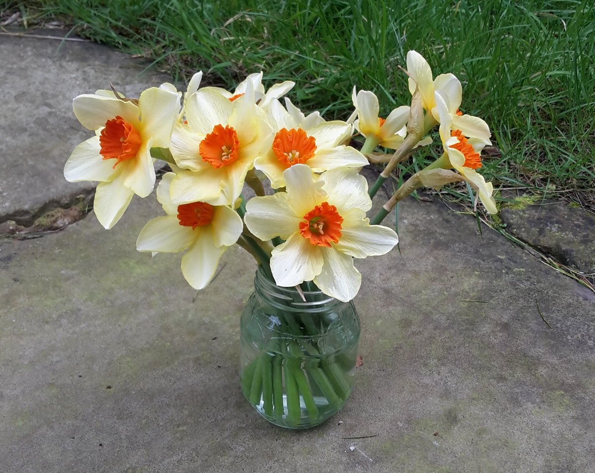 10kMilesandMore's tweet photo. Apropos of nothing, am posting pic of bunch of daffodils left at till of local @coopuk shop, reduced to 20p. Buds looked brown &amp; dead but thought I'd take a punt for 20p, &amp; this is how they turned out, and lasted for AGES too. Just shows appearances can be deceptive! https://t.co/F5gyFSeKcQ
