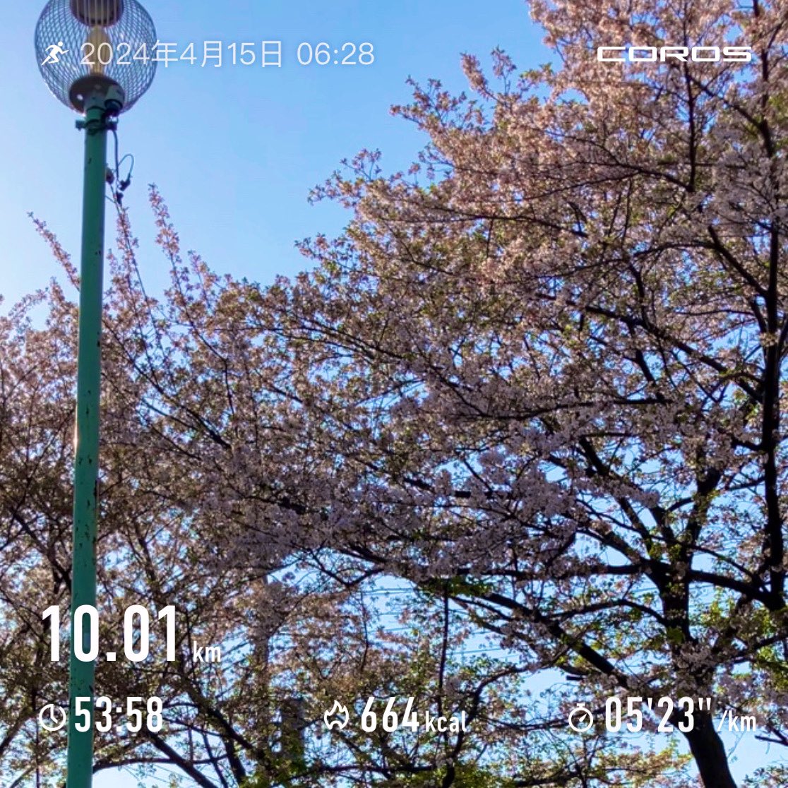 2024/4/15
お決まりの10km。
ギリギリまで🌸を楽しむ。
#Cloudmonster  
#愚jog