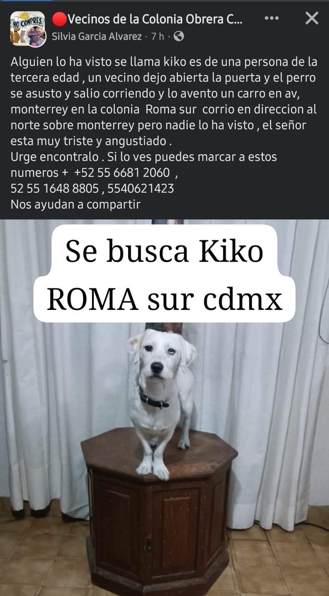 @lawera33 @fellpudito @MascotasSismo @RomaCondesa @VECINOSROMA