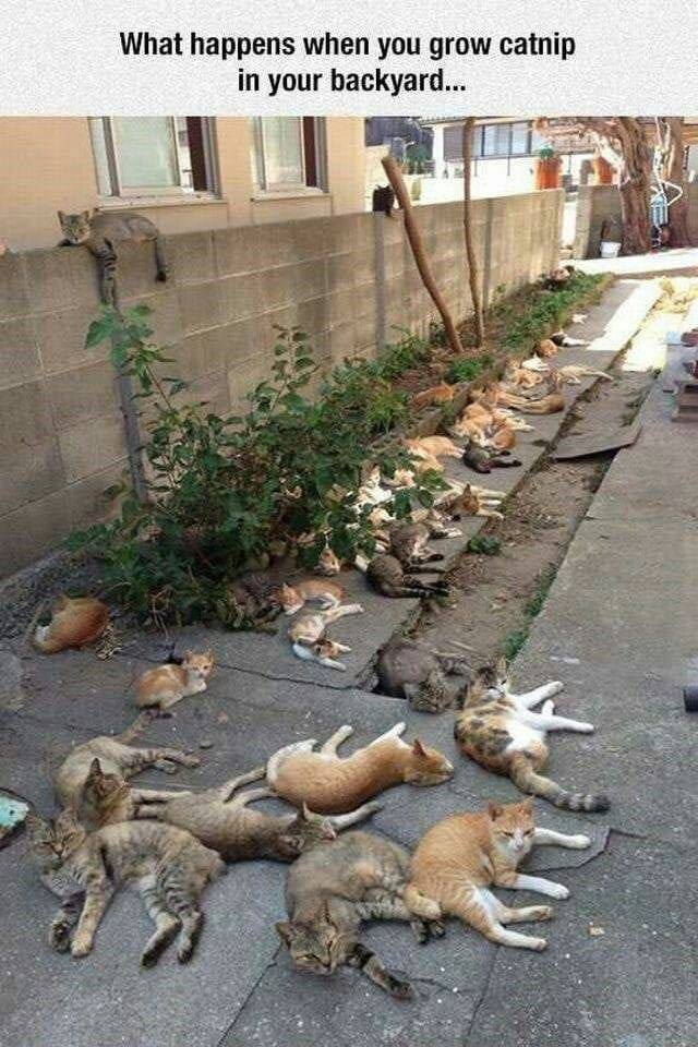 The Neighborhood In Purrgatory, USA after last nights Gardener's Grow & Bring Your Own Nip #Caturday #NipLife #LaidOut #Pawty #GrowYourOwn #420 #PurrentsLife #CatNip 🪴🪴🌱🌱🪴🐈‍⬛