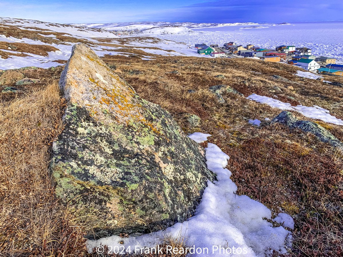 The colours of the #Arctic Tundra with many types of #Lichens on this one rock. The top part is Gold Dust Lichen. #Iqaluit #Nunavut APR.14.2024 #ShareYourWeather