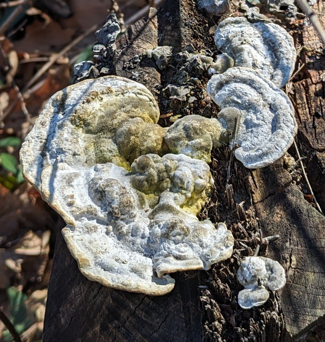 Lumpy Brackets, I believe (Trametes gibbosa) #mushroom #fungi #centralpark #newyork