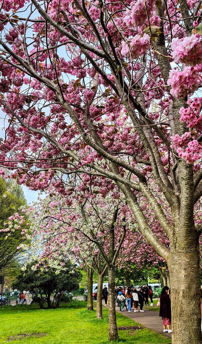 When the world turns pink #spring #Ireland #Irishspring #cherryblossom #Herbertpark #Dublin