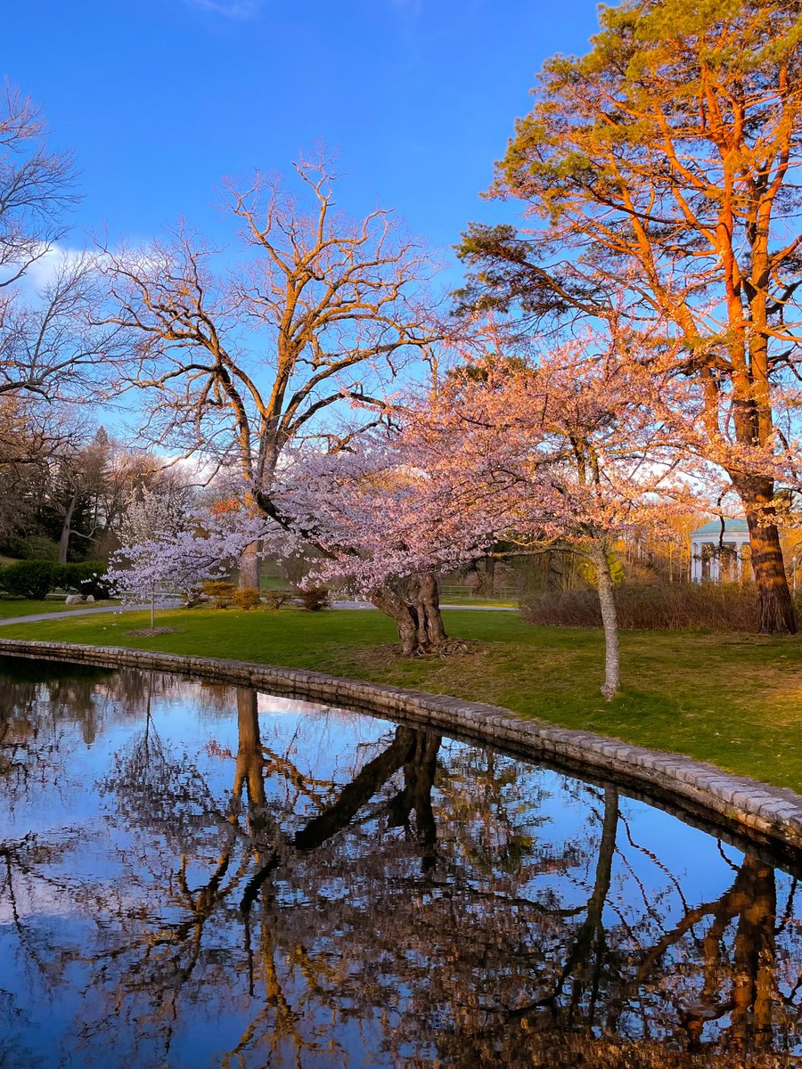 RWPConservancy's tweet photo. Sunday Spring Sunrise in Roger Williams Park.
#jewelofpvd #pvdbackyard #RWPC
Photo credit our very own @JRam9808 https://t.co/aqXZo5ro0M