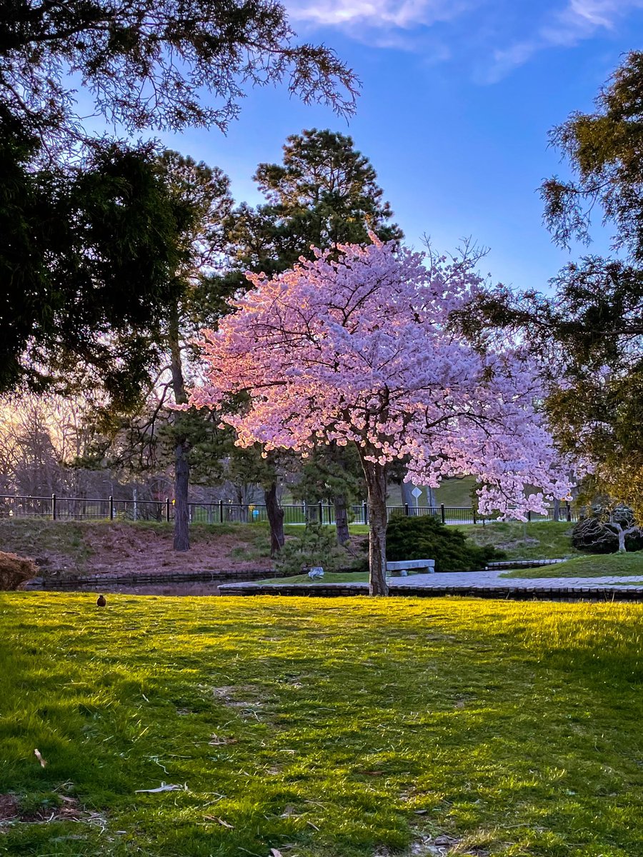 RWPConservancy's tweet photo. Sunday Spring Sunrise in Roger Williams Park.
#jewelofpvd #pvdbackyard #RWPC
Photo credit our very own @JRam9808 https://t.co/aqXZo5ro0M
