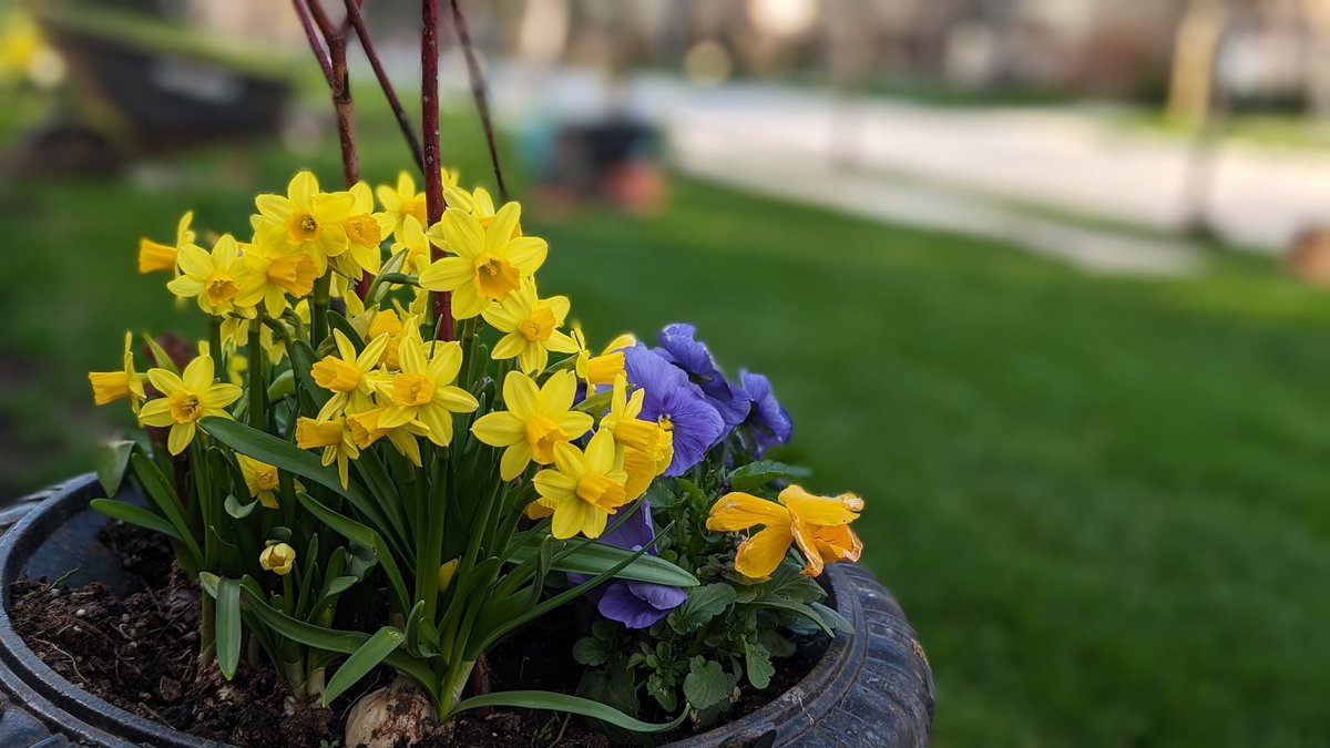 I love spring flowers. I expect though with the heat this week they will last a hot minute.