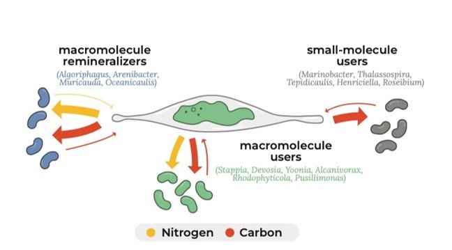 Tiny photosynthesizing algae can be harnessed to produce biofuels or store carbon dioxide extracted from the atmosphere. Researchers @Livermore_Lab & @PNNLab used innovative methods to understand how those microalgae interact with other microorganisms: energy.gov/science/ber/ar…