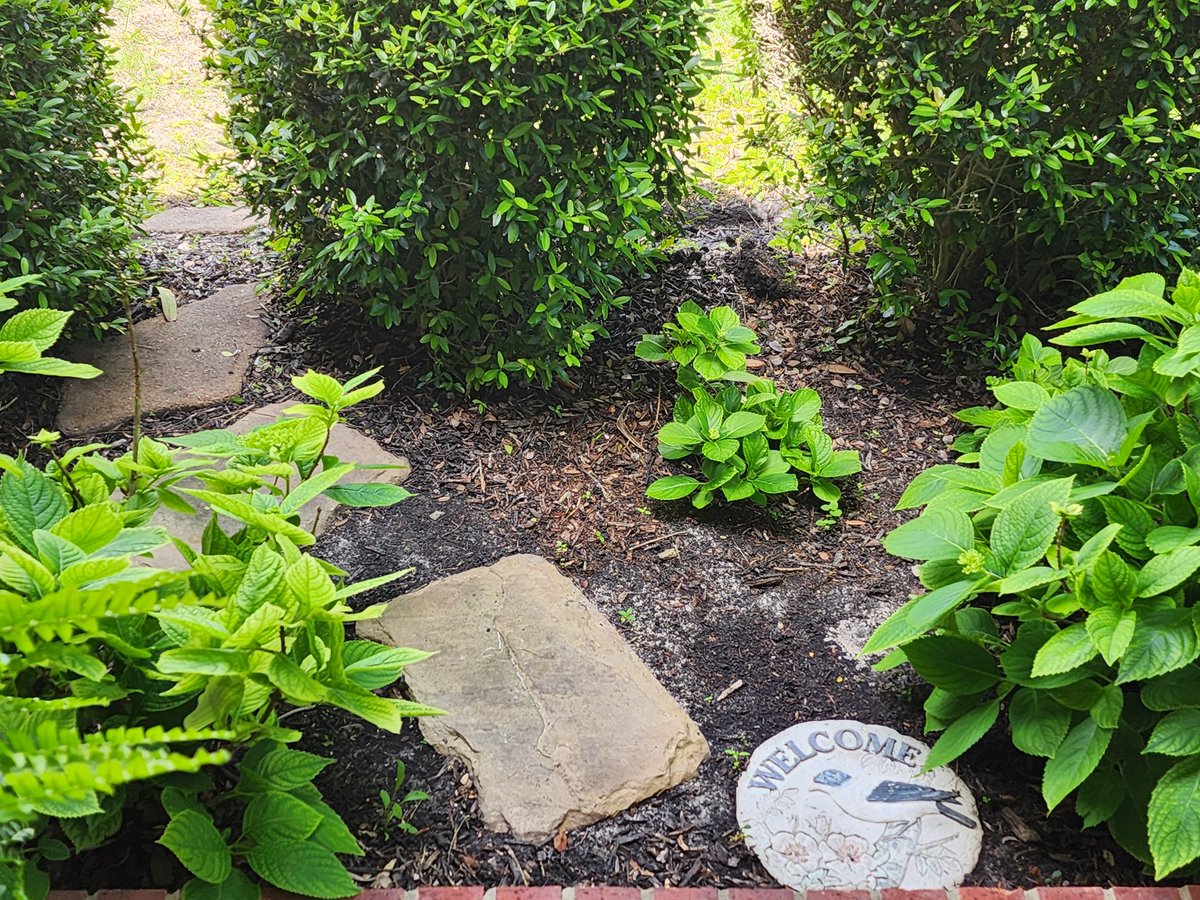 Do you see what I see? Hydrangeas in bloom!