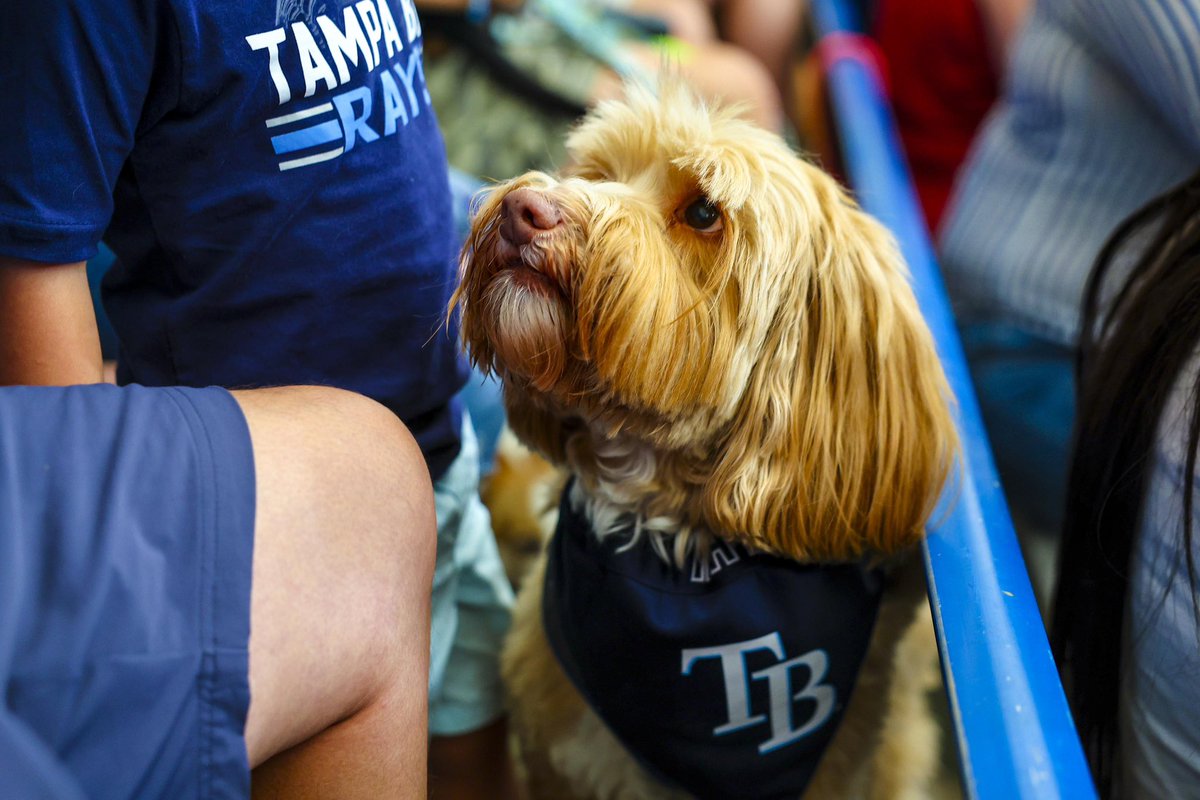 Thanks to all the four-legged fans who came out for Dog Day to cheer on a @RaysBaseball win!