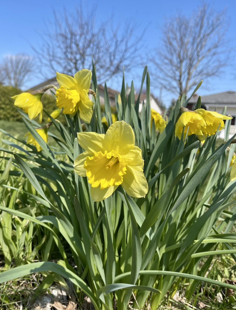 Signs of Spring 🌼☀️in the backyard. The rhythms and cycles of nature are consistent… change is constant yet familiar. #nature #spring #seasonschange #daffodils #springflowers #consistency #beautyofnature