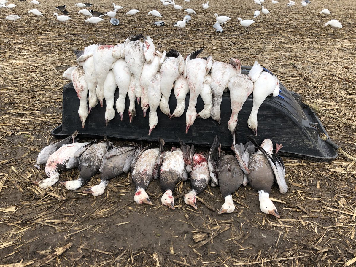 Weekend trip of which was our first ever snow goose hunt. We got to meet and hunt with some new friends on this trip, which made it that much better! Thanks to everyone involved.  <a href="/hc_grand/">Grand Bandits Hunt Club</a> Also stopping along the way to meet <a href="/swinginberrys/">SB</a> Thanks! 

#sharebirdhunting