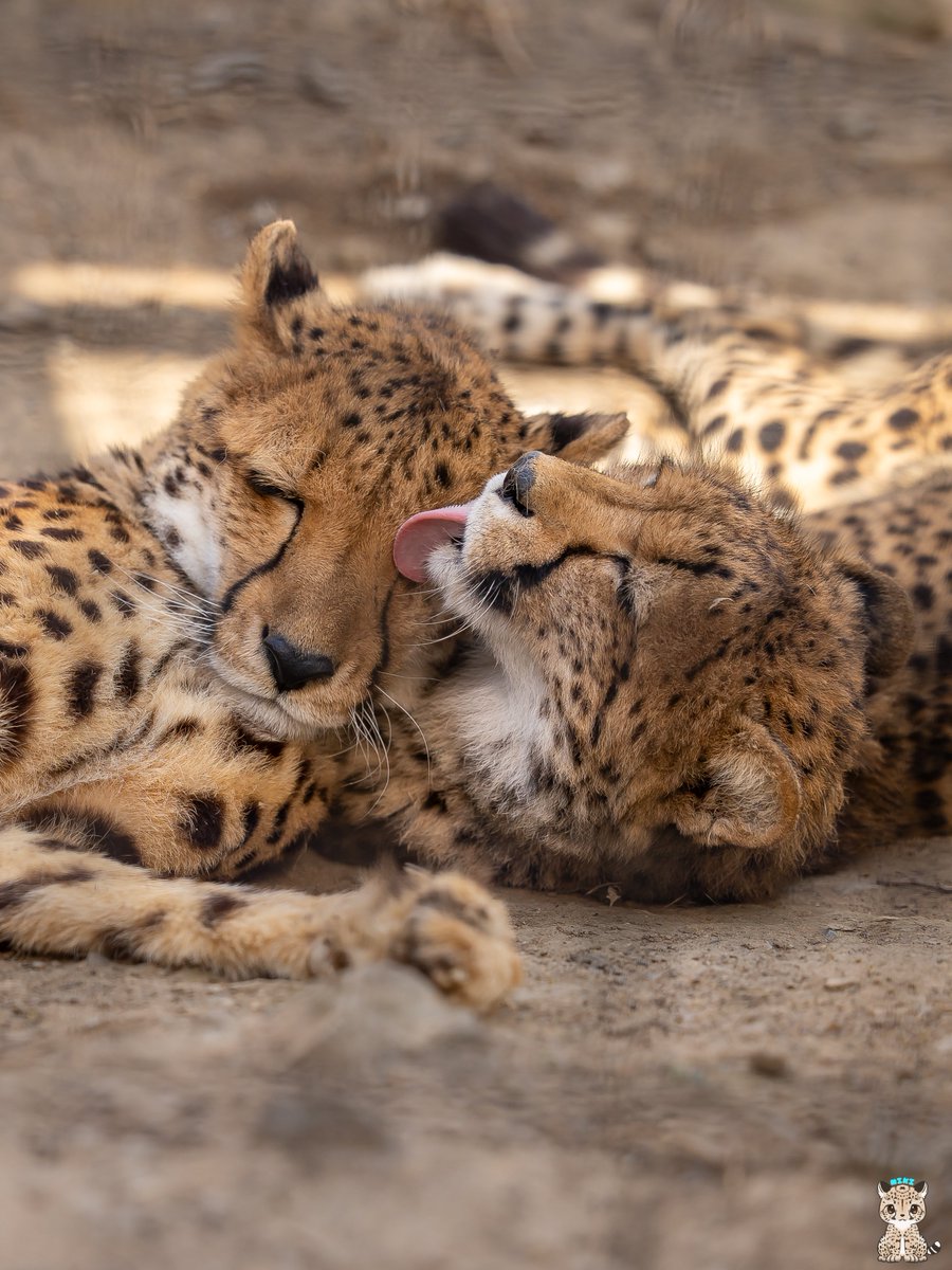 おはようございます😊
クラリス クララ
#チーター #cheetah
#群馬サファリパーク
📷24.04.14