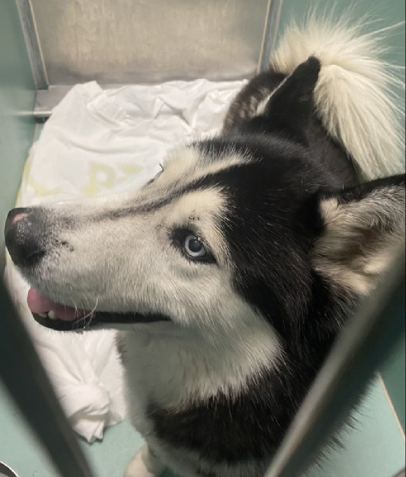💔Pluto💔 #NYCACC #197260 5t ▪️To Be Killed: 4/16💉 Precious sweetie's💔, surr as owner unwell. Handsome husky's grieving, stressed in tiny cell. Loves the outdoors, fetch, treats. Darling boy needs loving, N.East #Foster, 2 decompress, as only pet. Pls #pledge 4 #ResQ 💞Pluto