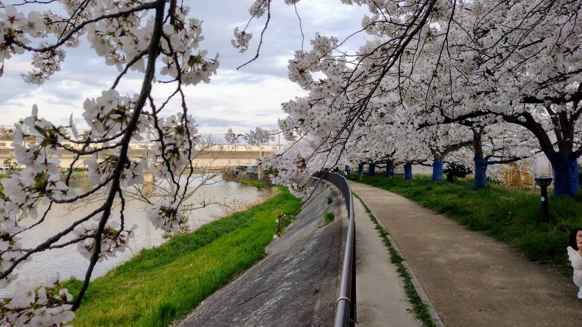 bonyari444's tweet photo. 先週がベストのタイミングだったな～
先週の近所の🌸

#桜
#さくら https://t.co/yaHal1vfY8