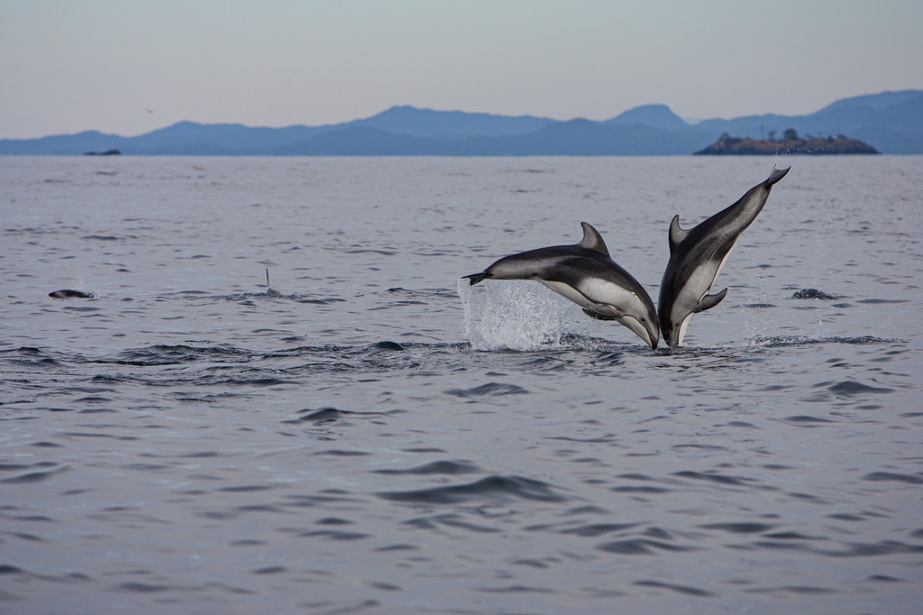 Happy #NationalDolphinDay! Dive in with our co-founders and become a part of the pod here: youtu.be/ahy1B-UwT3E Photos by @paulnicklen #nature #dolphin #photography