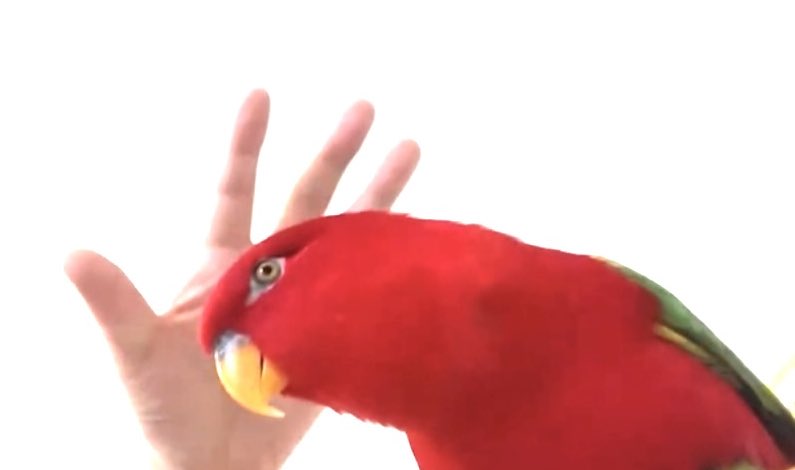 Red birb🍅mysterious moving youtu.be/zyjkKKjD1qQ?si… @YouTube