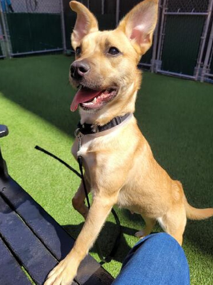 🐾Just over 30 lbs, 1-y/o Kiwi bought from homeless person, kept 1 month & surrendered b/c unable to keep. Playful, active, knows cues. She is kids, cat & all dog size friendly. Available to foster or adopt. Needs an offer by *4/16* *See her Video below* nycacc.app/#/browse/194777