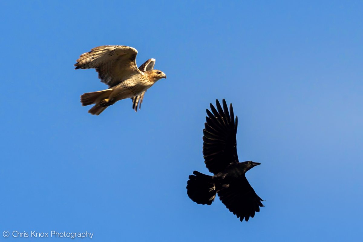 High drama in the skies as the battle for air superiority continues...

#ShotOnCanon #ShareCanGeo #Wildlfe #Photography 
@ThePhotoHour @CanGeo @NatGeo