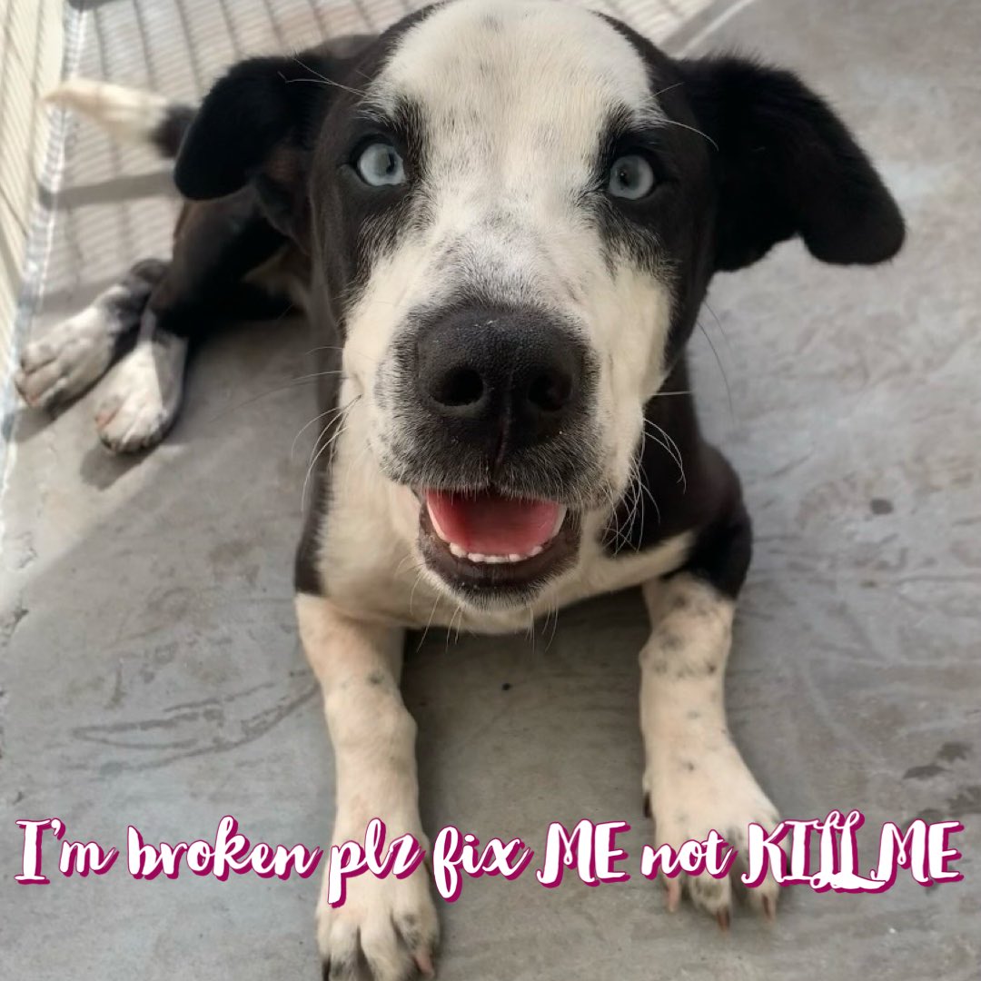 RoCoGB's tweet photo. 🚨MEDICAL EMERGENCY🚨
🆘LUNA 12mth puppy😩
PELVIC FRACTURE💔
#A366927
Sweet sad frightened girl
AT RISK 2 DIE🔥4/18🔥
LUNA can’t use rear legs
When placed on all 4 limbs she rolls 2 the left, unable 2 get up😭
🙏PLEASE help $ #Pledge
🏥Support MEDI RESQ Vet care
#CorpusChristi ACS #Tx