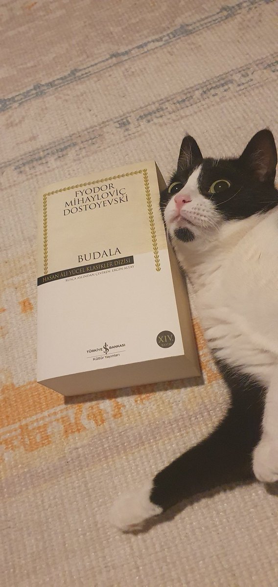 celiliyigit's tweet photo. Adı: Sofie
Soyadı: Sıpa
Yaş: 4
IQ: Kitaptan belli olmuyor mu?
Mental: Kendini köpke sanıyor.
Fiziksel: Keçi sakalı var. https://t.co/8z42SOHr55