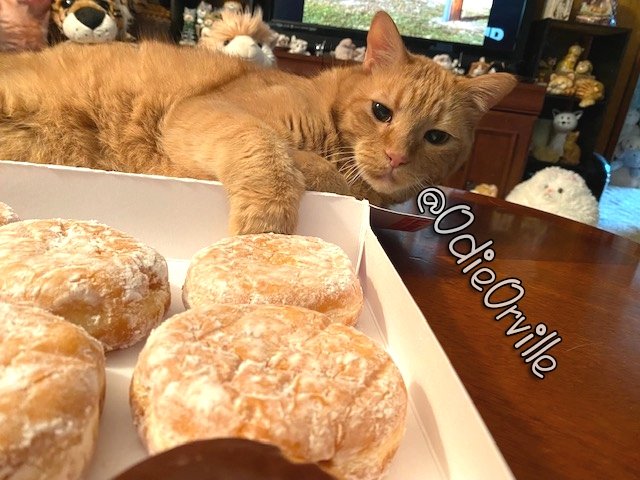 Happy Donut Sunday everyone! 😺👋 How were your donuts? 🍩🍩🍩