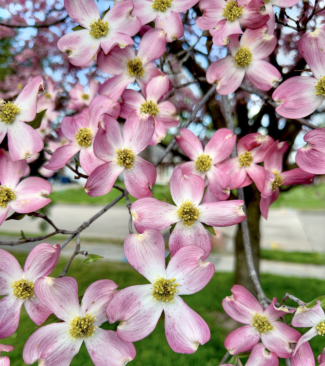 EnosLisa's tweet photo. Pink Dogwoods #pink #dogwoods #spring #missouri  #tree https://t.co/dQHiKDMwwb