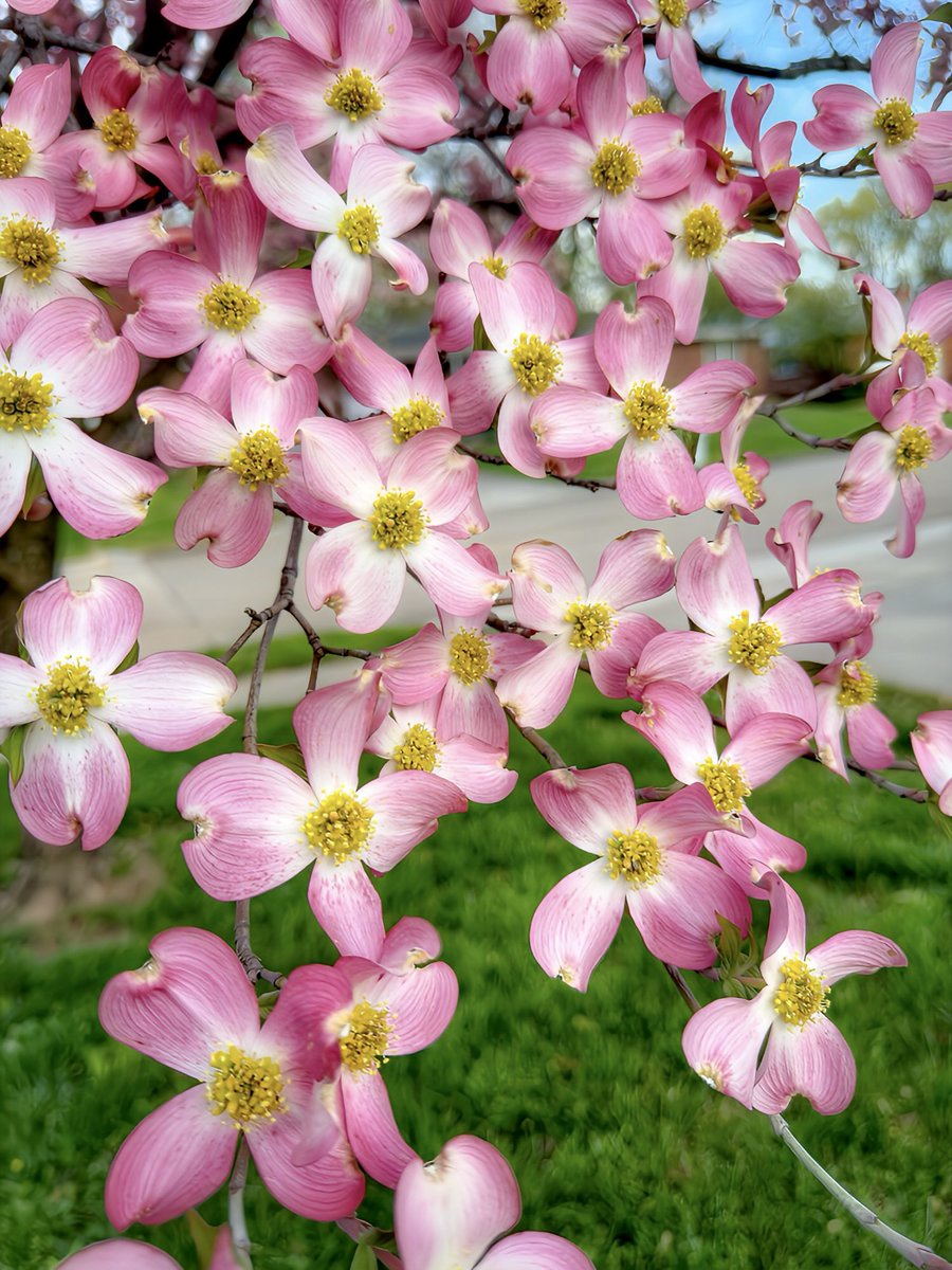 EnosLisa's tweet photo. Pink Dogwoods #pink #dogwoods #spring #missouri  #tree https://t.co/dQHiKDMwwb