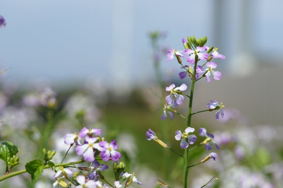 cherry_masaya's tweet photo. untitled ◆ Japanesewildradish
4.13.2024(SONY α-900,minolta_100mmMacro,M/iso100)
#japanesewildradish #hamadaikon #wildflowers
#wildradish #springcoming #flowersphotography
#japan
#写真好きな人と繋がりたい
#ハマダイコン #浜大根 #紫色の花 #大根の花
#花の写真 #片瀬江ノ島 https://t.co/m5kMWwVmFN