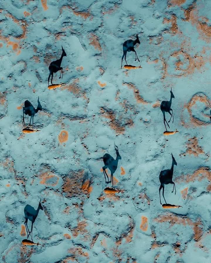 Gazelles and their shadows galloping over the Namib sands Photo by Solly Levi Photography