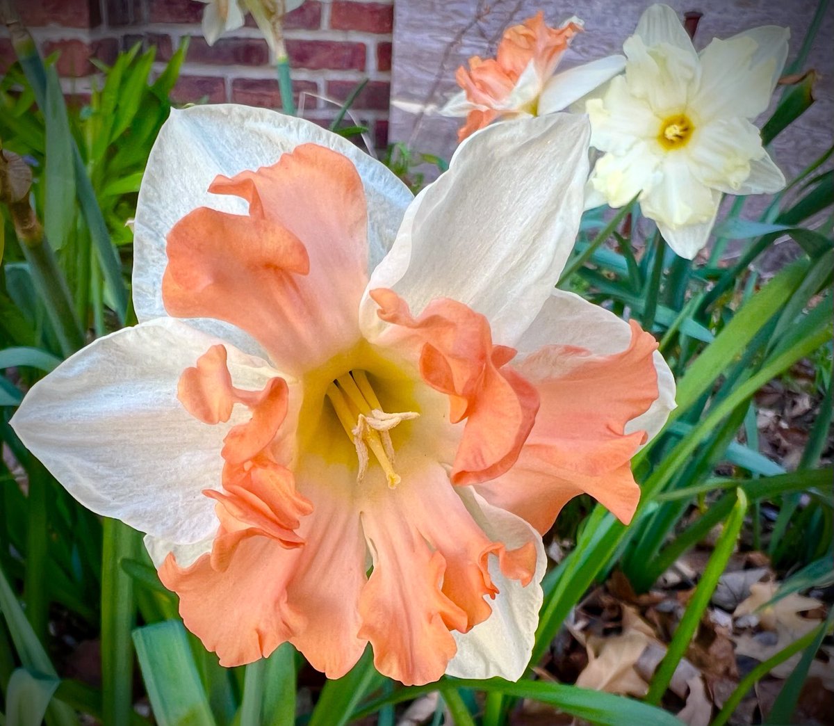 Squeeee! Spring is on the way! Found my neighbor, Miss E., in her flower garden this evening, working on her watercolors——is this a cheery sight or what? 😃🌸🌼🌺