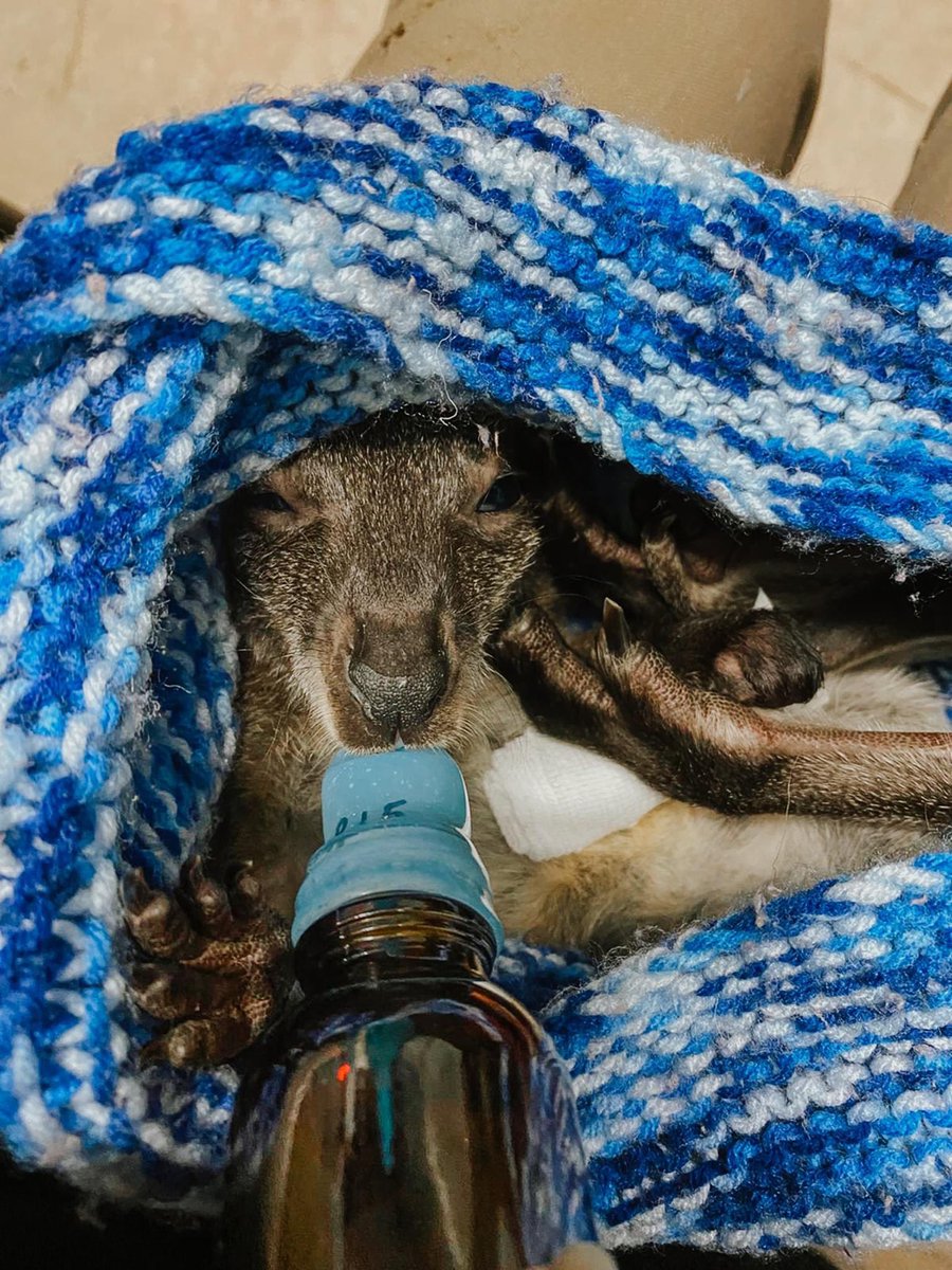 Meet Clyde 💙. This tiny Bennett's wallaby joey was found on the side of the road with his mother after they were hit by a car. Unfortunately, his mother's injuries were fatal, but Clyde managed to escape the traumatic event with just an injury to the tip of his tail. He was…