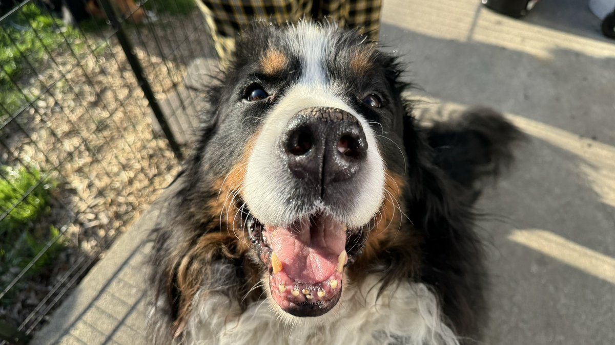 BoilerPaulie's tweet photo. Happy 8️⃣th birthday to this derp 🐾💛🖤 https://t.co/9pMHgGG12z
