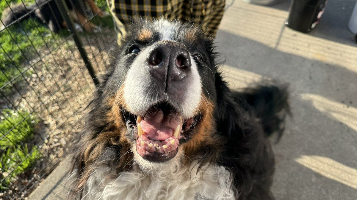 BoilerPaulie's tweet photo. Happy 8️⃣th birthday to this derp 🐾💛🖤 https://t.co/9pMHgGG12z