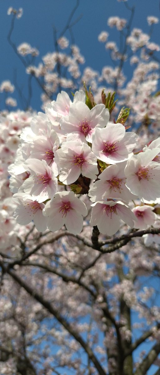 ホテルオークラ新潟
朝食バイキングは美味しかった😋桜も満開🌸
#ホテルオークラ新潟
#桜