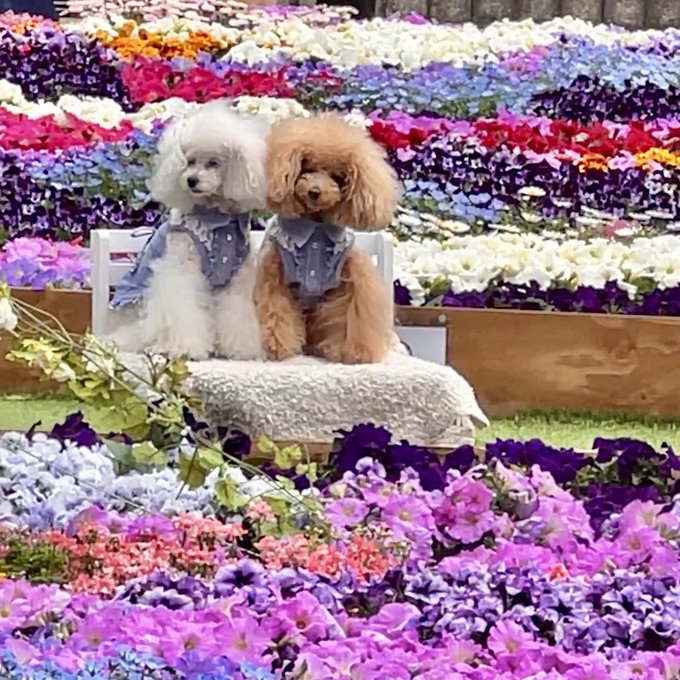 The dogs in Japan are something else 🥹🩷 https://t.co/R3Kzz0qB13