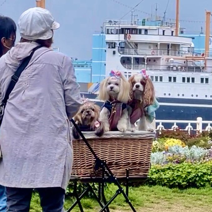 The dogs in Japan are something else 🥹🩷 https://t.co/R3Kzz0qB13
