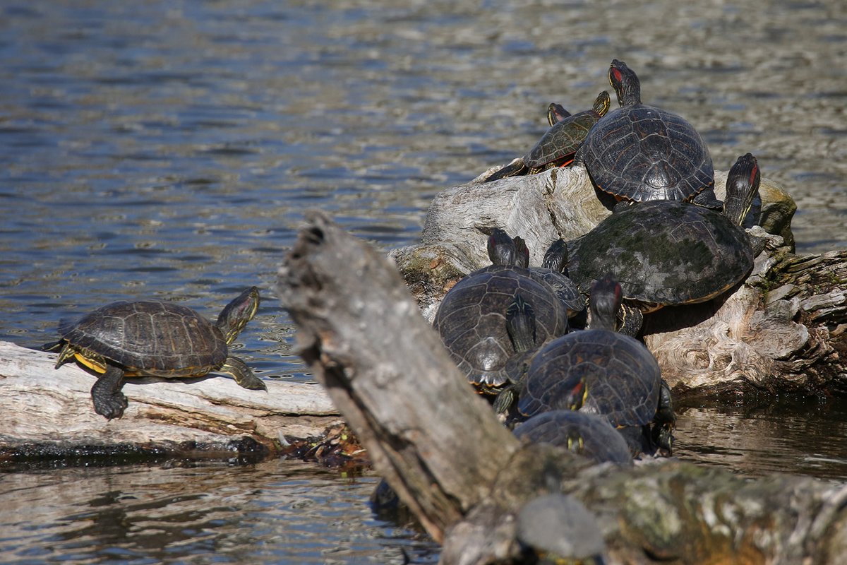 Turtles were basking in the sun this morning at Lincoln Park's North Pond.