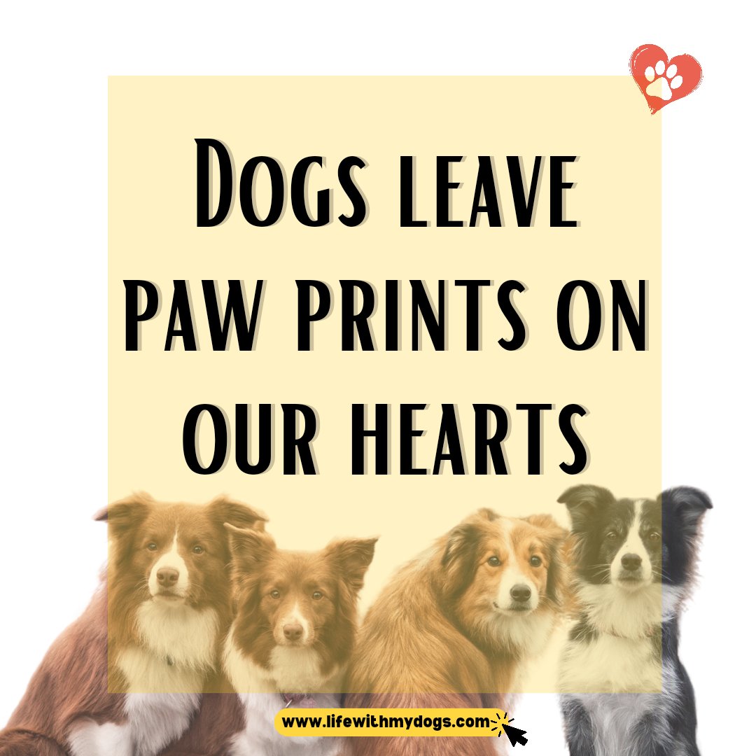 Every step they take, dogs leave paw prints on our hearts. 🐾 💓 for more information visit lifewithmydogs.com #fureverfriends #dogs #furbaby