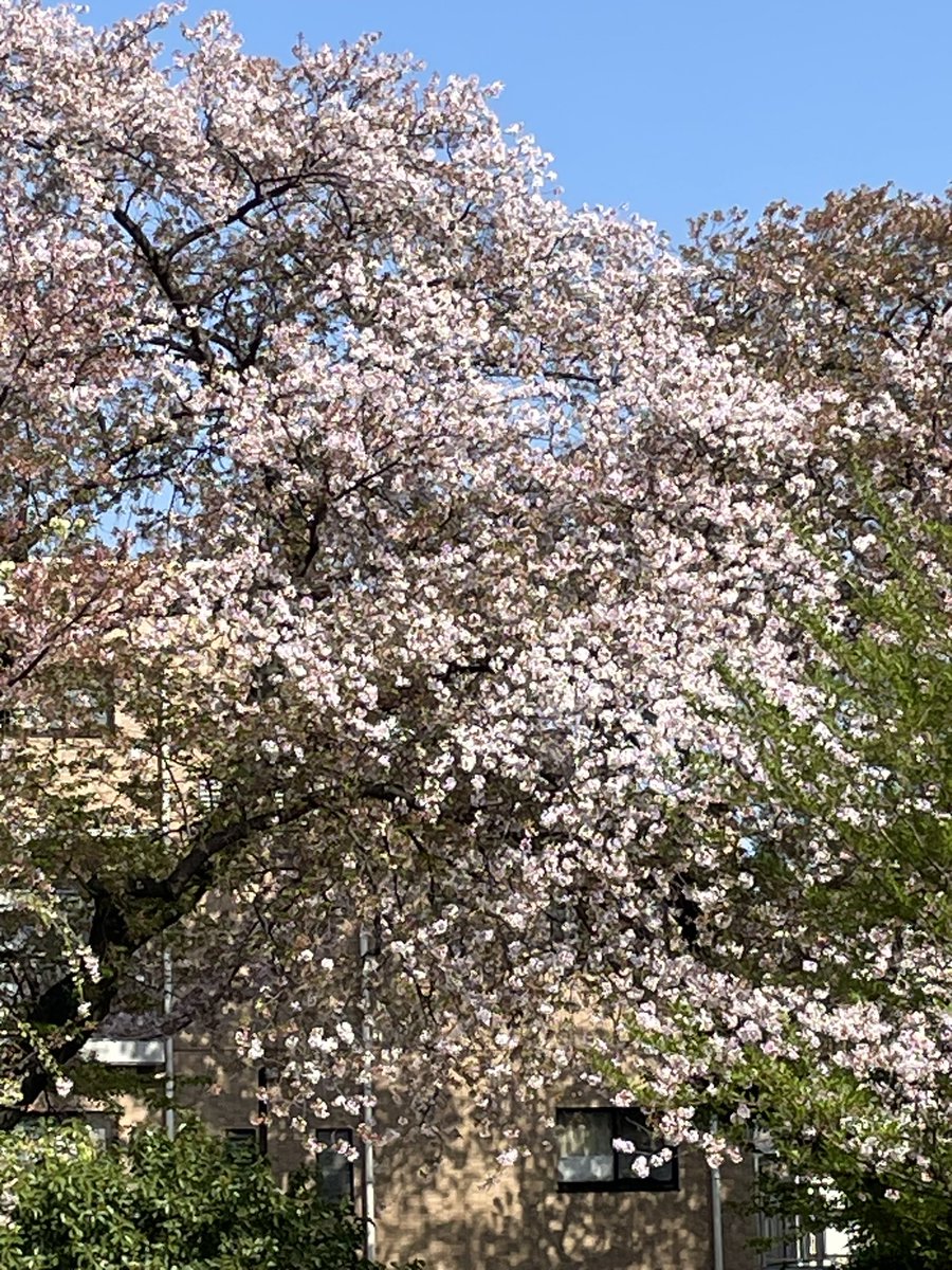 hisatomihome's tweet photo. おはようございます🐶😊
4月15日（月）朝、電車の見える公園の桜🌸です。まだ、こんなに残ってます🐶☺️空が綺麗ですね🐶☺️ https://t.co/vVc5rTr0yh