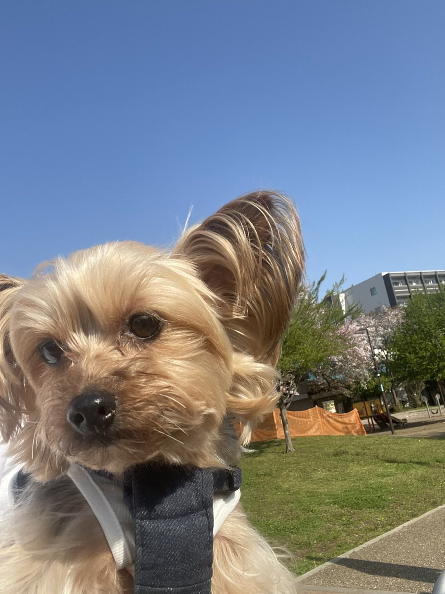 hisatomihome's tweet photo. おはようございます🐶😊
4月15日（月）朝、電車の見える公園の桜🌸です。まだ、こんなに残ってます🐶☺️空が綺麗ですね🐶☺️ https://t.co/vVc5rTr0yh