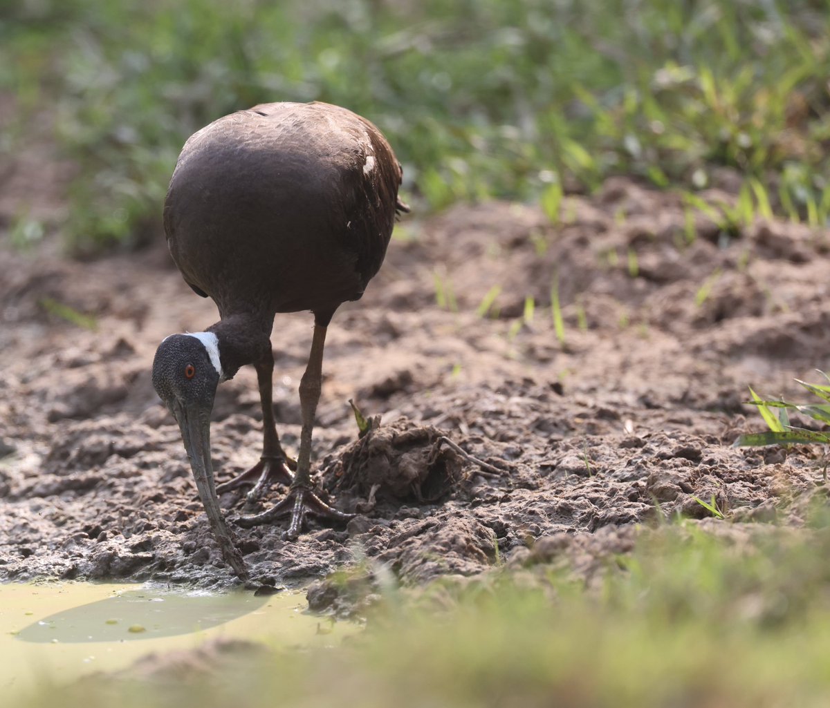 With a global population of less than 500 mature birds, the White-shouldered Ibis (#BirdsSeenIn2024) is one of the most threatened large waterbirds in Asia. Thankfully this bird looked well and was one of three birds feeding in this Cambodian field [BirdingInChina.com].