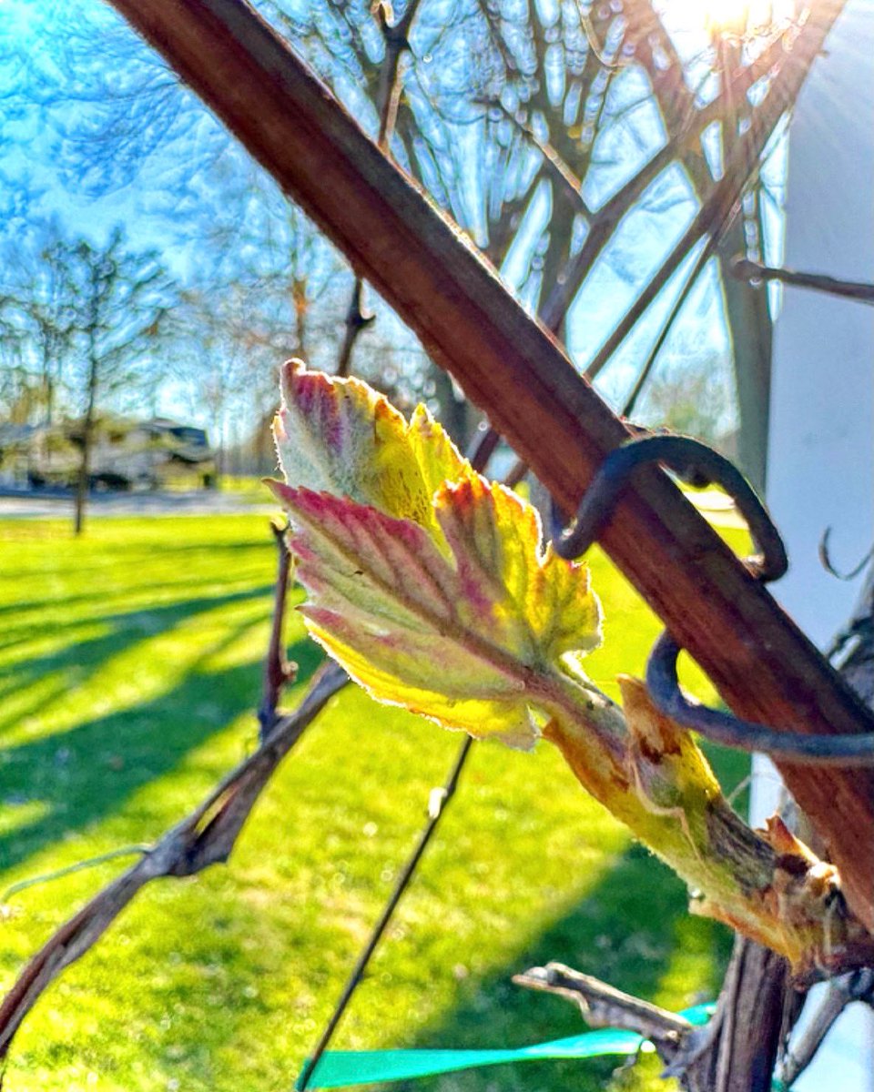 Our vines so far have survived the spring frost! Fingers crossed that frost season is over for the year! 🤞🌱☀️🍇 Pic by @WineDesTnations